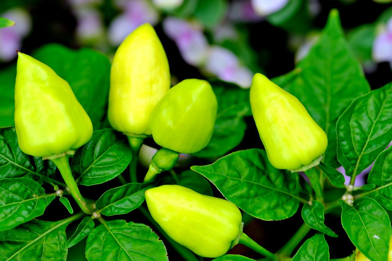 Best Tips for Growing Peppers in Your Garden